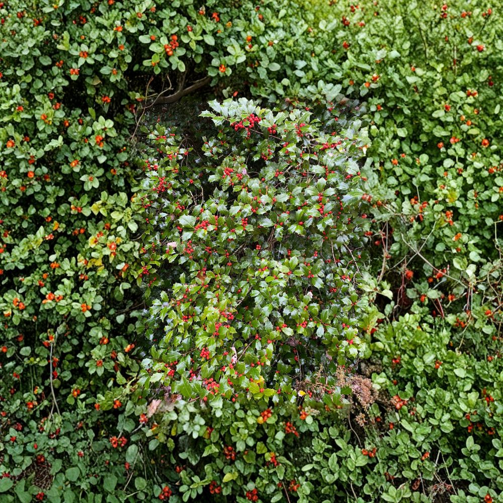 Mrs. Santa American Holly Quart Pot Plant | Ilex opaca | Female Evergreen Shrub with Red Berries | Hardy Landscape Plant