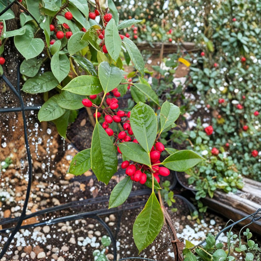 Chief Paduke American Holly Quart Pot Plant | Female Evergreen with Orange-Red Berries | Ilex opaca | Native Landscape Tree