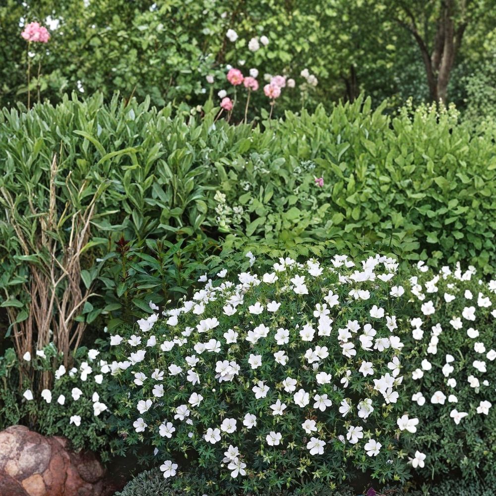 Album White Cranesbill Geranium Seeds - 25+ Pure White Hardy Perennial Seeds, Geranium sanguineum ‘Album’, Pollinator Friendly