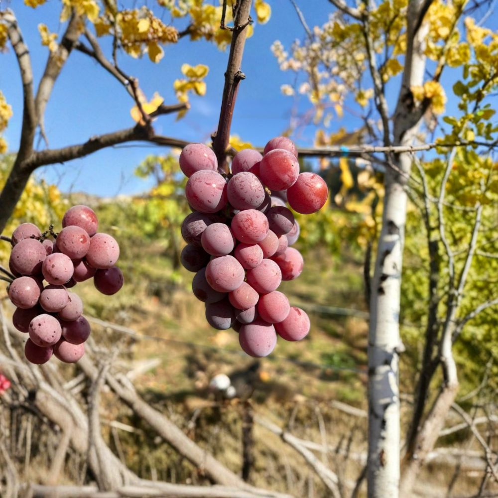 Yates Seeded Grape Plant | Live Vine in Nursery Pot | Late Season Red Grape | Vitis labrusca ‘Yates’ | Hardy Backyard Vineyard