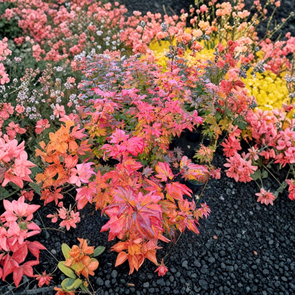 Vine Maple Tree ‘Burgundy Jewel’ | Rare Acer circinatum | Deep Burgundy Foliage | #3 Container | Live Ornamental Plant
