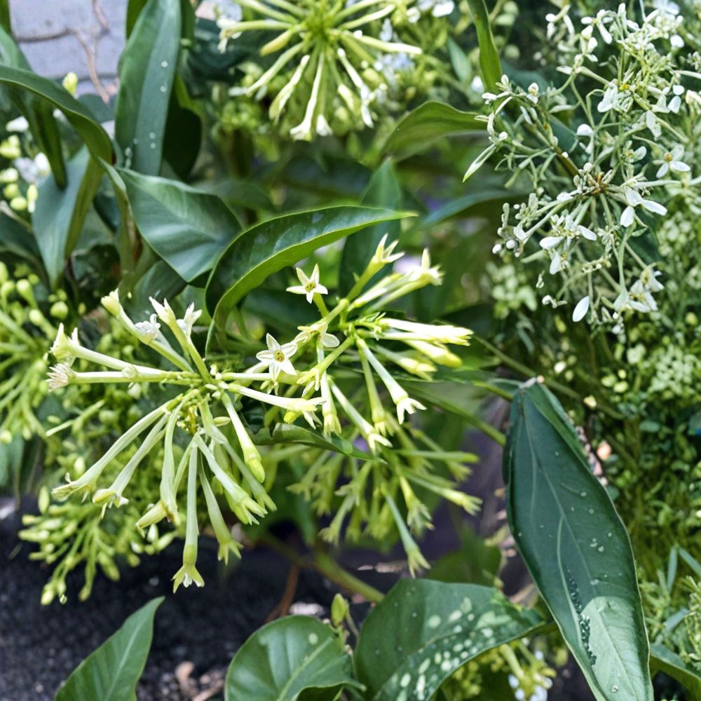 Night Blooming Jasmine Plant | Live Fragrant Shrub | Cestrum nocturnum | Evening Scented Flowers for Garden & Patio