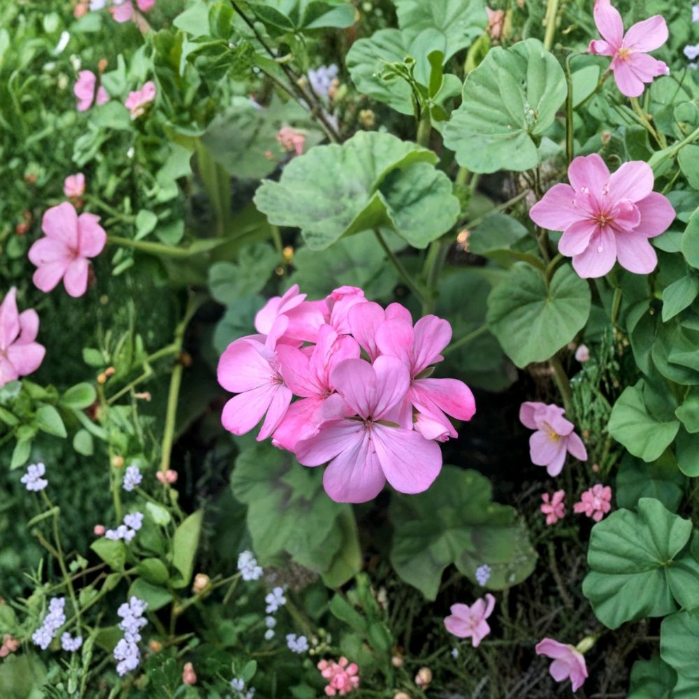 Bubblegum Pink Geranium Cuttings | 4 Live 8 Inch Pelargonium Zonal | Pastel Pink Flower | Fast Rooting Starter Plant