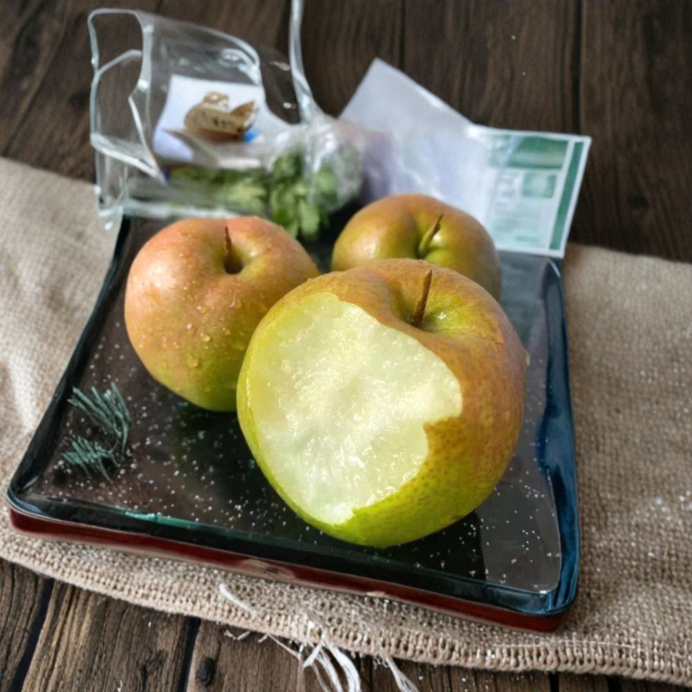 Yulu Fragrant Pear Tree – 32–36 Inches – Pyrus pyrifolia – Sweet Juicy Asian Pear – 山西隰县玉露香梨 – Live Bare Root Tree