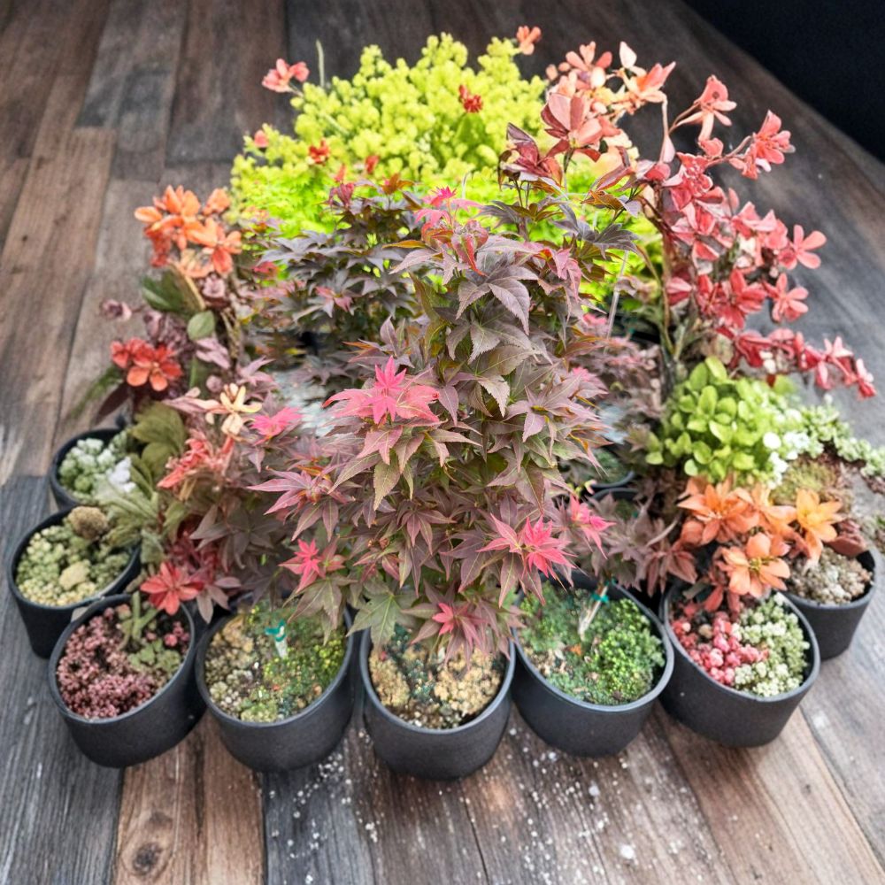 Dwarf Japanese Maple Live Tree 20-25 Inches - Acer palmatum ‘Ruby Stars’ (Beni Hoshi) - Ornamental Bonsai Plant in #3 Container