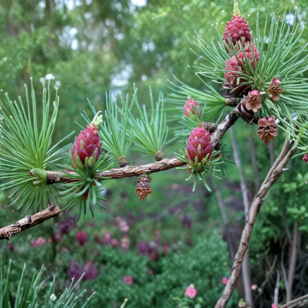 Tamarack American Larch Tree – 12 Inch Live Deciduous Conifer in Quart Pot | Larix laricina | Cold Hardy Plant