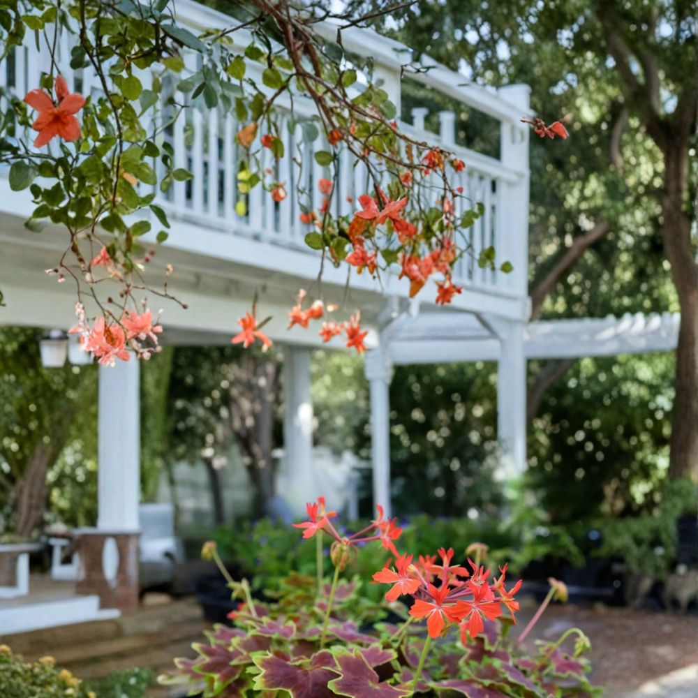 Vancouver Centennial Geranium Seeds | 25+ Seeds | Bronze Variegated Foliage | Scarlet Red Blooms | Pelargonium hortorum