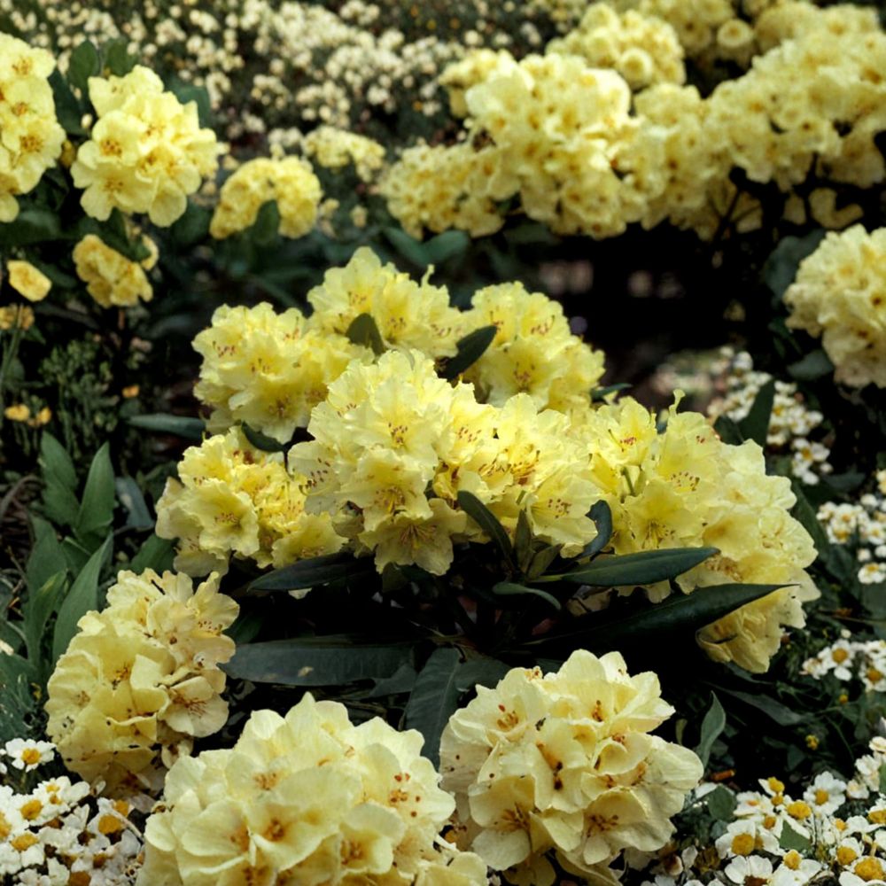 Rhododendron 'Capistrano' Live Evergreen Shrub | Yellow Blooming Hardy Plant | #2 Container Grown | Award Winning