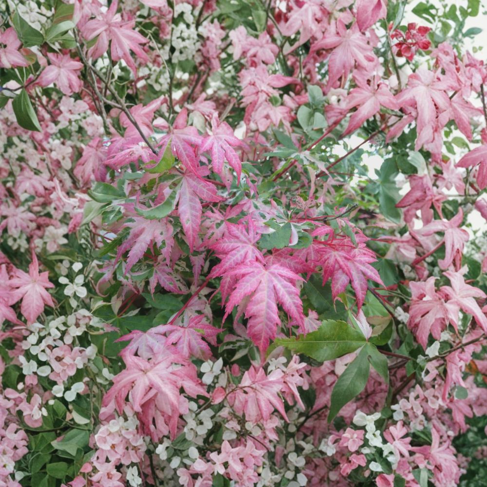 Acer palmatum 'Oridono Nishiki' | Pink Variegated Japanese Maple | Rare Collector Tree | #3 Container Size