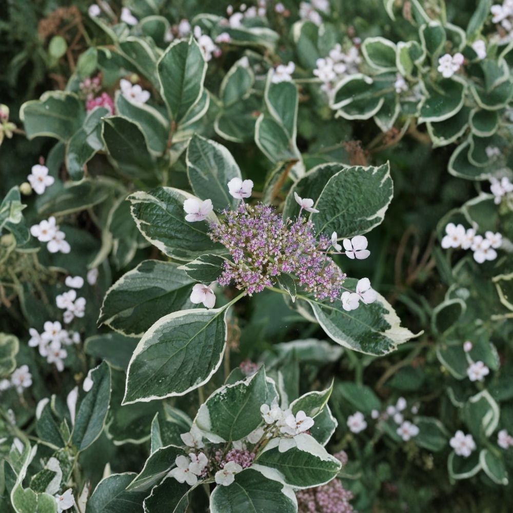 Mariesii Variegata Hydrangea 2 Gallon Pot | Variegated Lacecap Shrub | Pink or Blue Blooms | Hydrangea macrophylla ‘Mariesii Variegata’