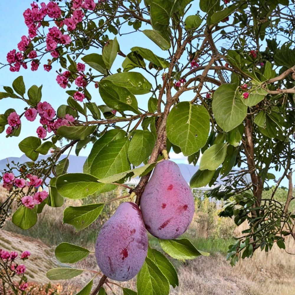 Prune D'Ente 707 Plum Tree | 3 Feet Tall | Sweet Freestone Variety | Prunus domestica | Live Fruit Tree in Nursery Pot