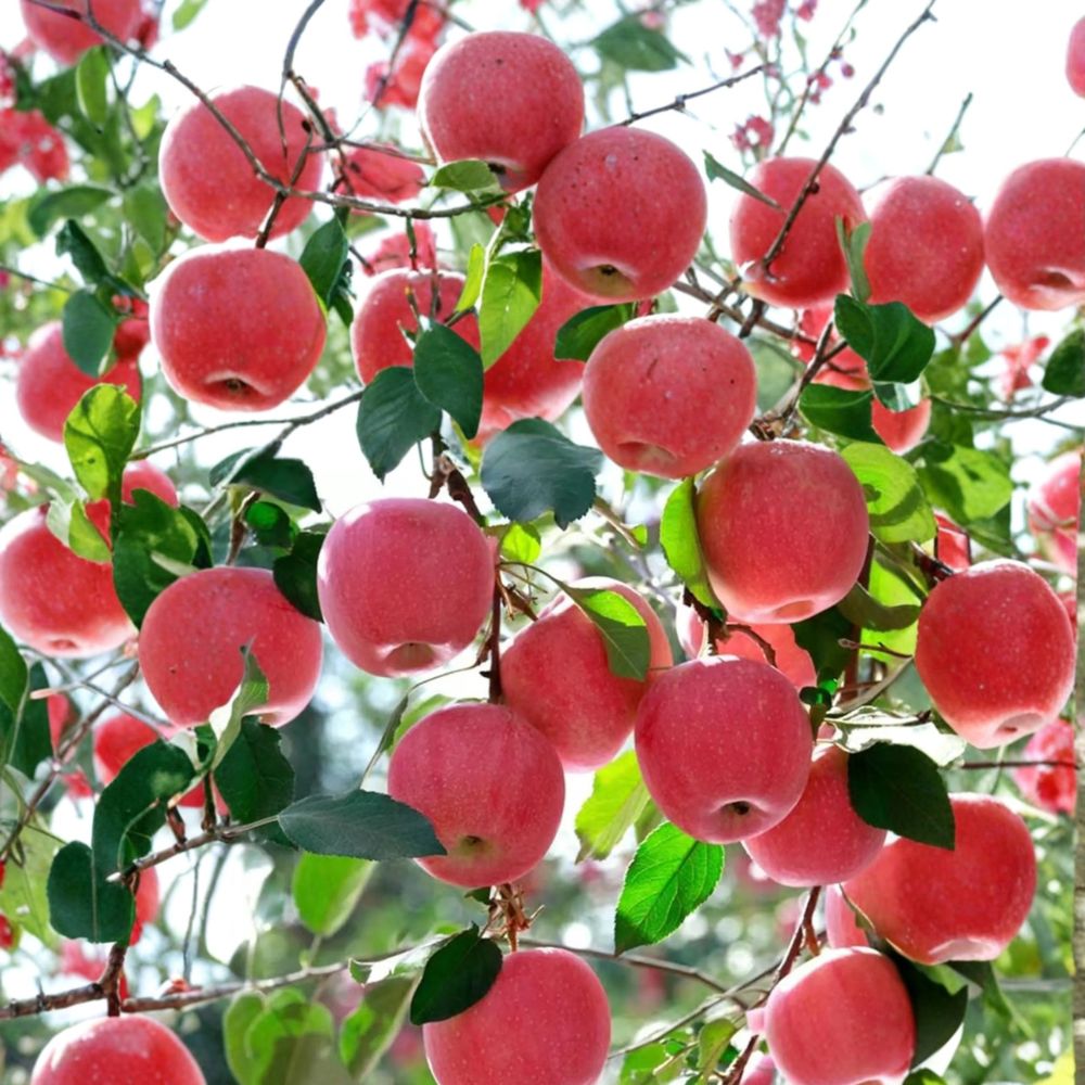 Japanese Fuji Apple Tree - Bare Root Live Tree - Sweet Crisp Variety - Malus domestica 'Fuji' - Ideal for Home Gardens