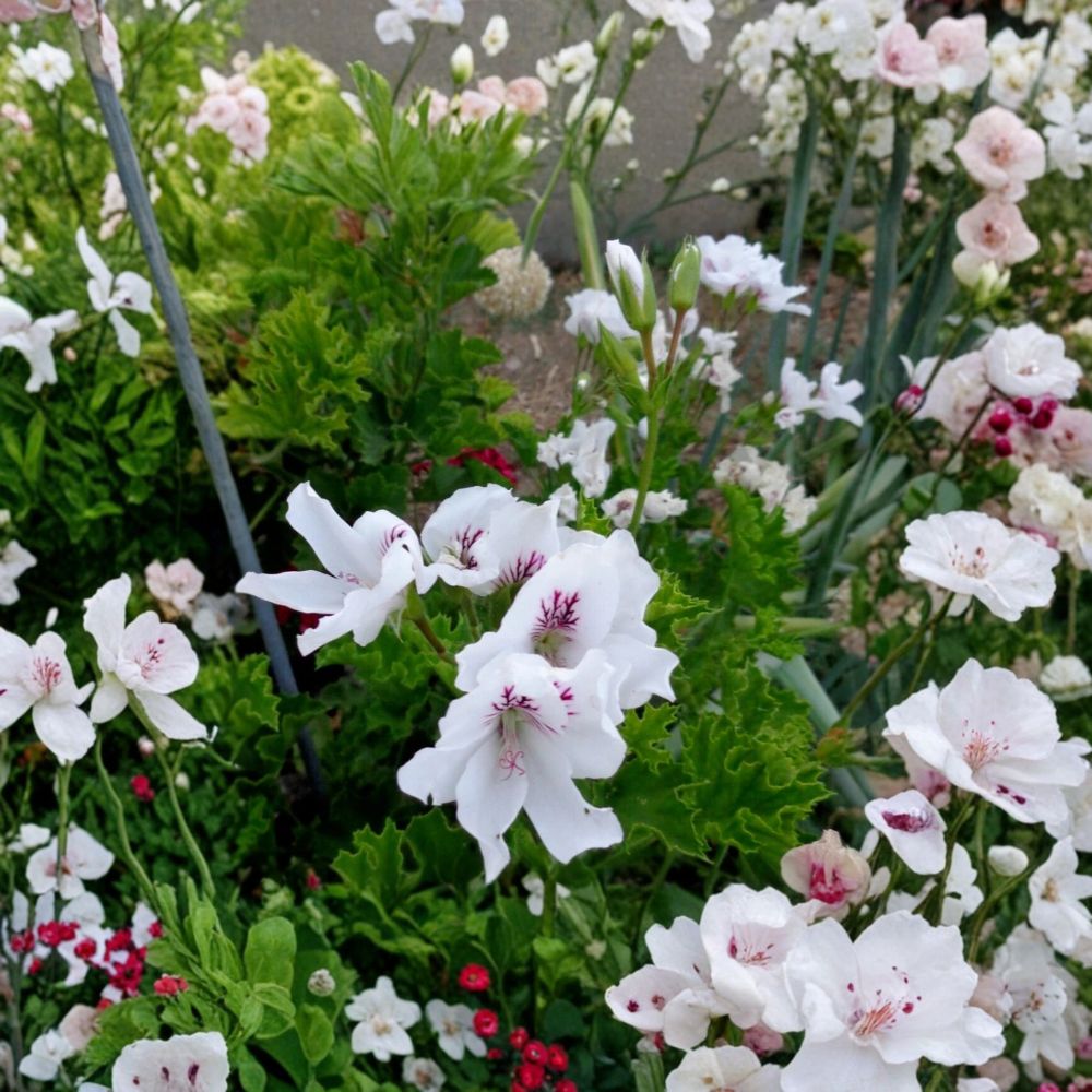 Regal Geranium Cuttings - 3 Live 6 Inch Fancy Pelargonium | White & Purple Orchid-Like Blooms | Easy to Root Plant