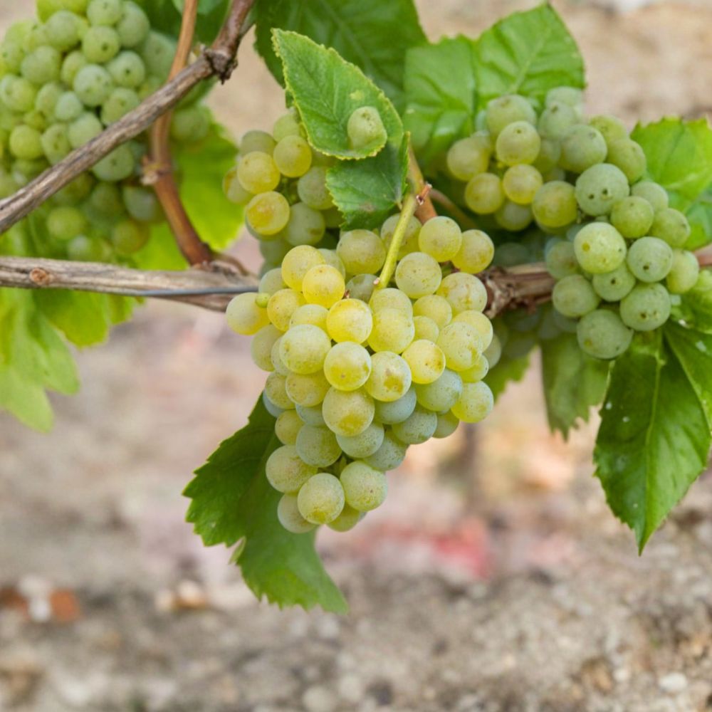 Müller-Thurgau Grape Plant | Live Vine in Nursery Pot | Vitis vinifera | Early Ripening White Wine Grape for Backyard Vineyard