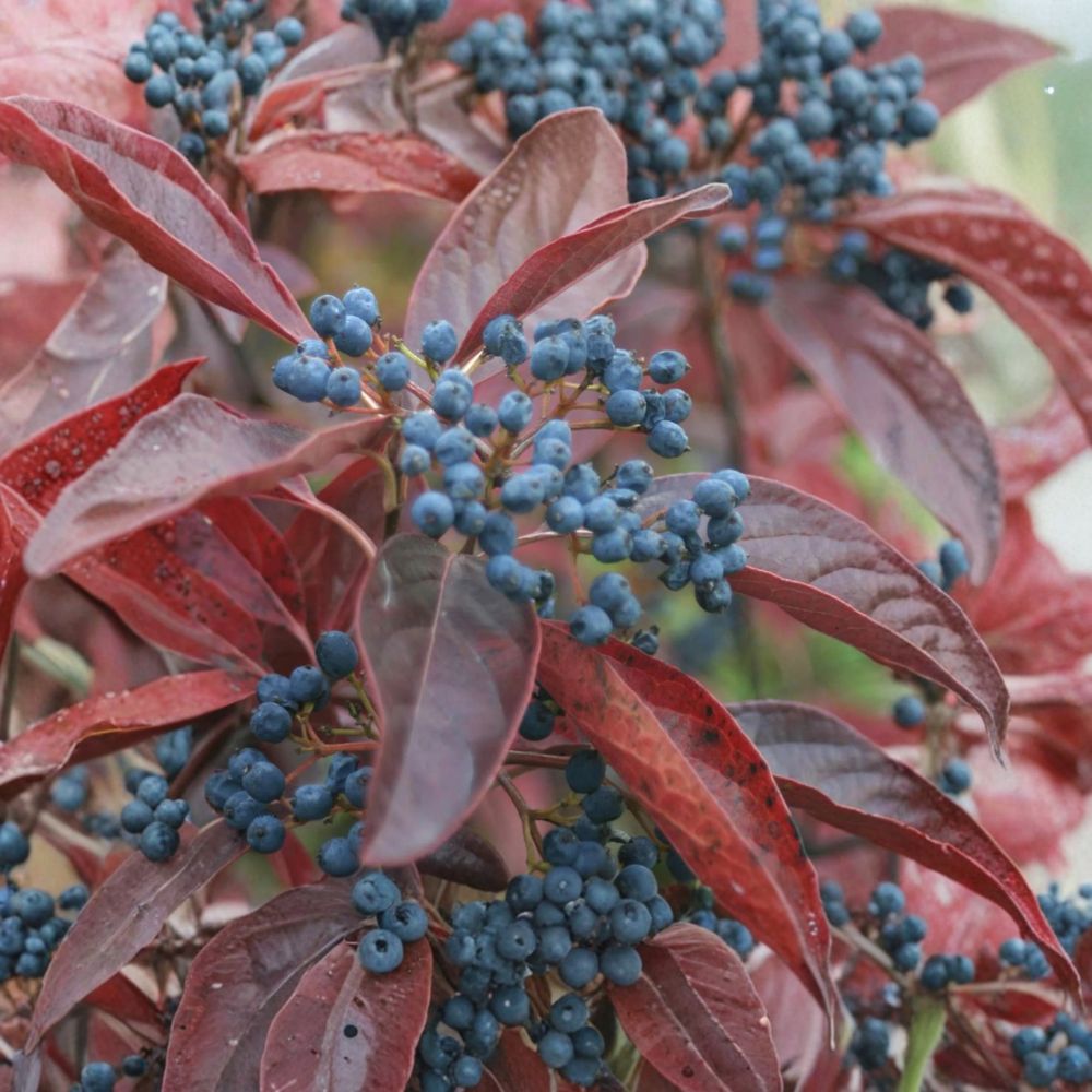 Winterthur Smooth Viburnum Shrub | 4 Inch Pot | Viburnum nudum | Colorful Berries & Wine-Red Fall Foliage