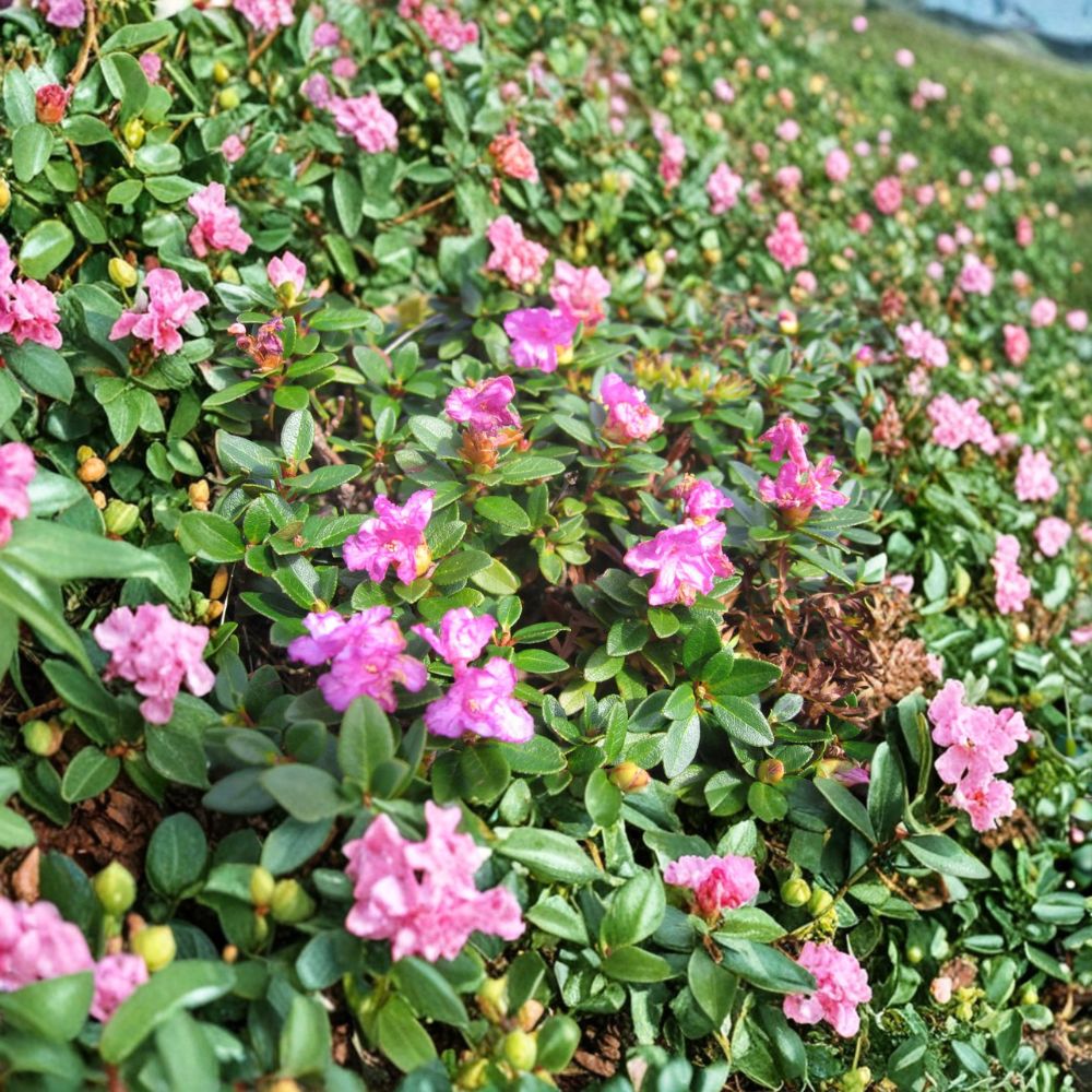 Rhododendron myrtifolium | #1 Container | Compact Evergreen Dwarf Shrub | Lilac Pink Blooms | Cold Hardy