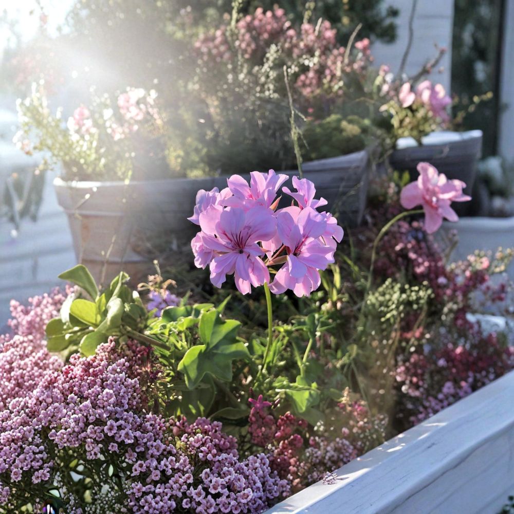 Lavender Ivy Geranium Cuttings 3 Live 6 Inch Trailing Pelargonium peltatum Purple Pink Blooms Hanging Basket Plant