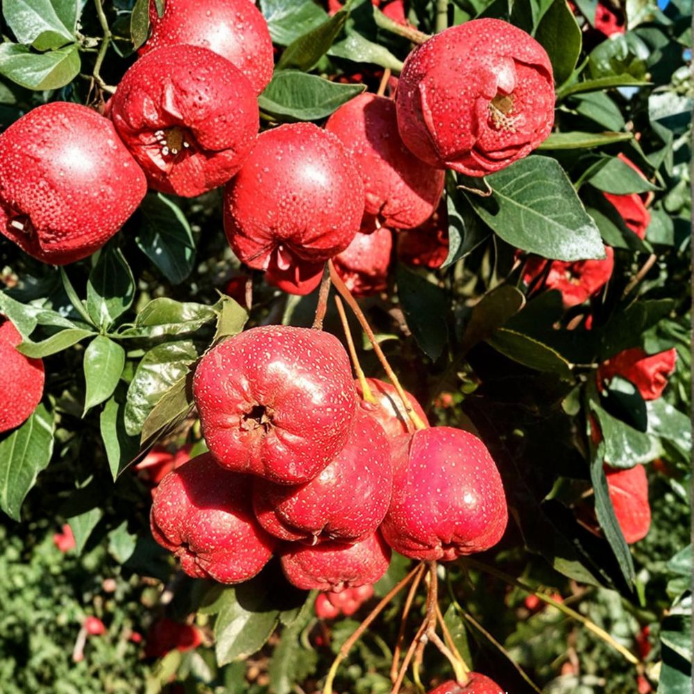 Giant Star Chinese Hawthorn Tree - Live Bare Root, Large Sweet Fruit Variety, Crataegus pinnatifida, Edible Ornamental Tree
