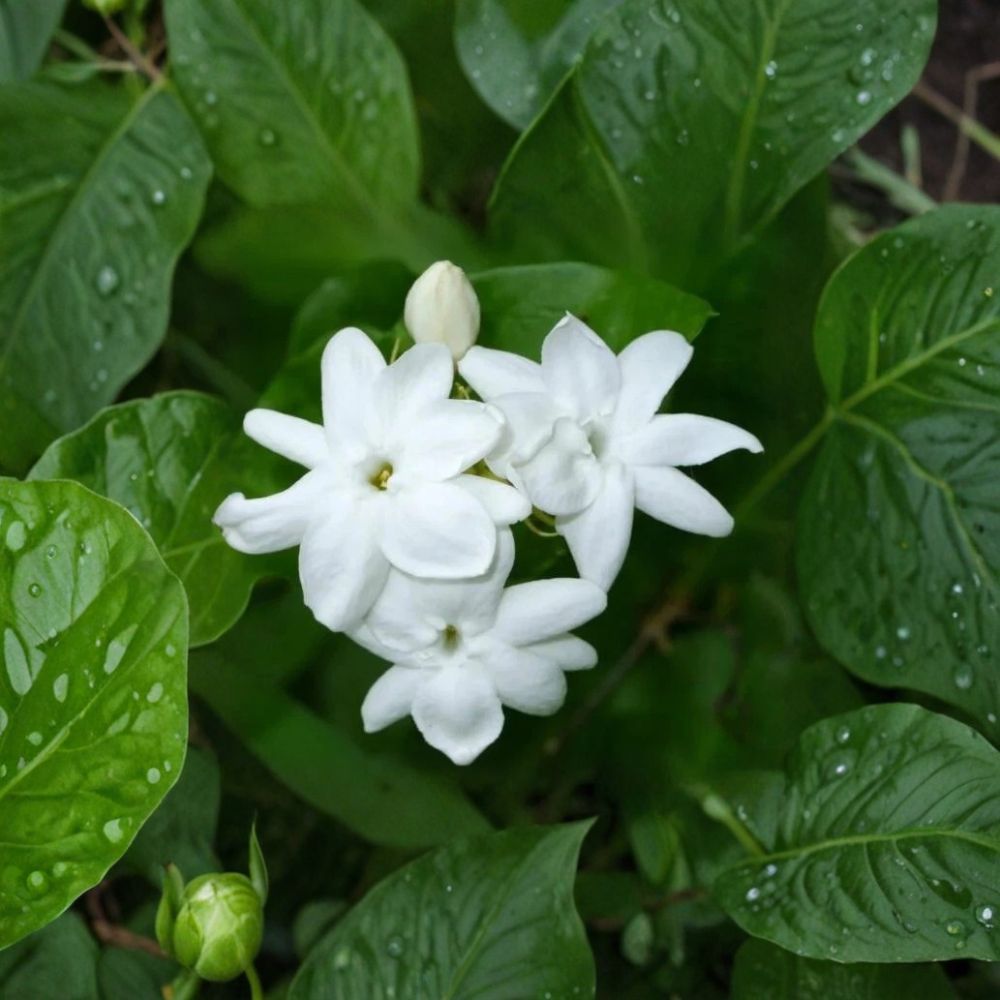 Arabian Jasmine Plant 4" Pot Live Starter | Extremely Fragrant White Blooms | Jasminum sambac | Indoor Outdoor Plant