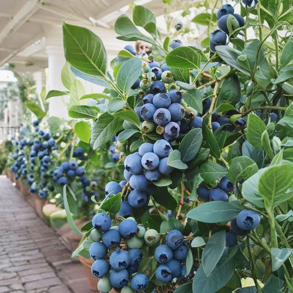 Vaccinium ‘Sunshine Blue’ Blueberry Plant Bundle | #1 Container | Compact Semi-Evergreen Southern Highbush | 2 Plants