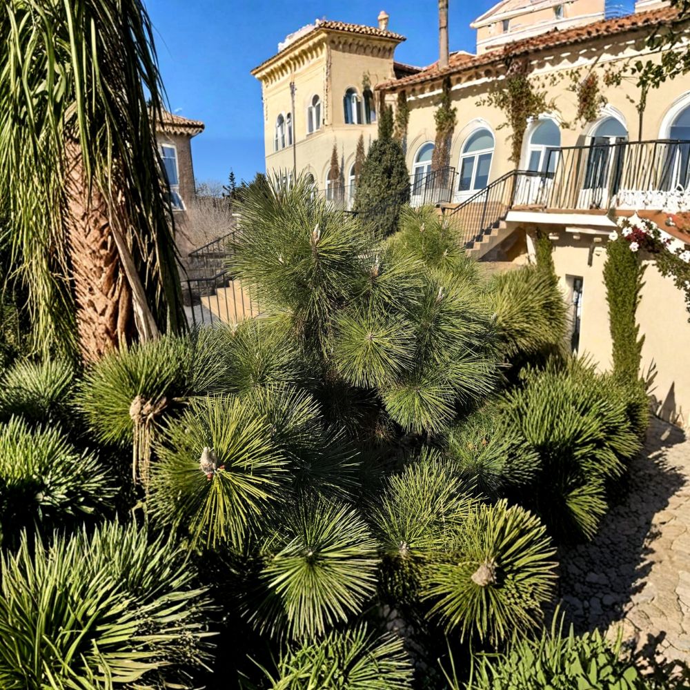 Thunderhead Japanese Black Pine – 1 Gallon Live Evergreen Conifer | Pinus thunbergii | Compact Landscape Plant