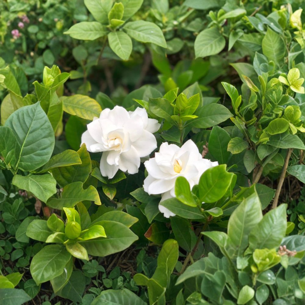 White Gardenia Live Plant in Nursery Pot | Fragrant Cape Jasmine Shrub | Gardenia jasminoides | Glossy Evergreen Blooms