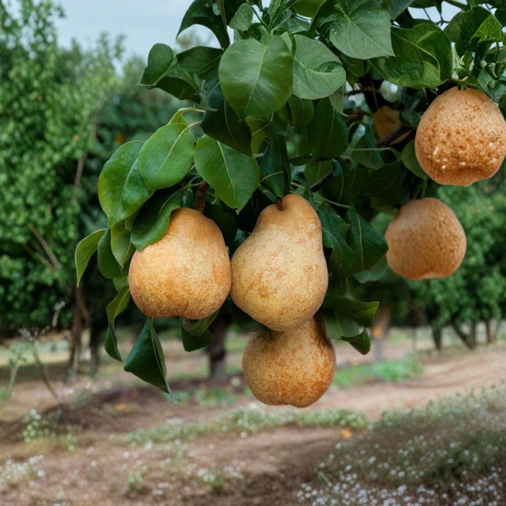 Blake's Pride European Pear Tree | Live Bare Root | Sweet Golden Fruit | Pyrus communis | Fire Blight Resistant Variety