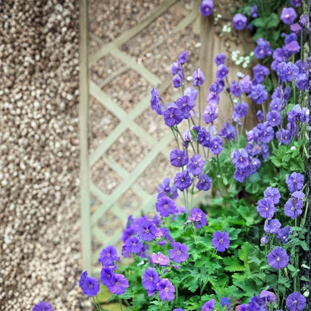 Johnson’s Blue Geranium Seeds | 25+ Seeds | Hardy Cranesbill Perennial | Geranium ‘Johnson’s Blue’ | Blue Purple Blooms