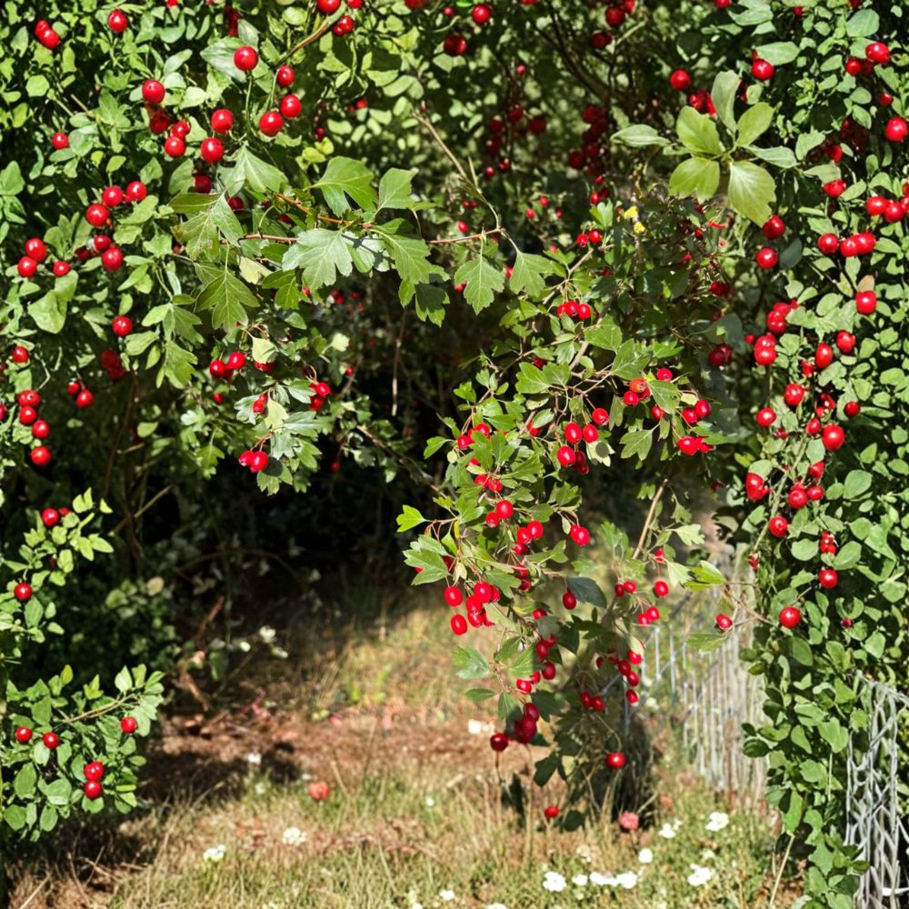 Wild Hawthorn Tree Live Plant | Chinese Hawthorn Rootstock | Crataegus spp. | Hardy, Wildlife Friendly Ornamental Tree