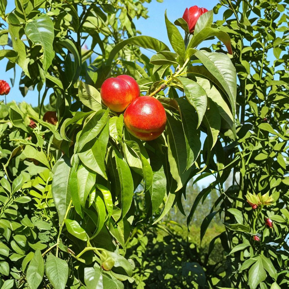 Grafted Red Gold Nectarine Tree | Sweet Freestone Variety | Prunus persica var. nucipersica | Live Starter Plant for Zones 5–8