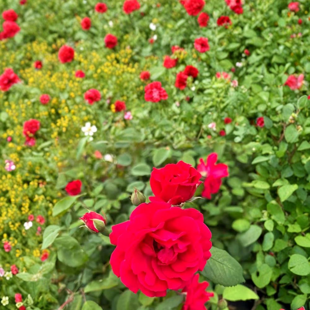 Blaze Climbing Rose Plant in Nursery Pot – Brilliant Red Blooms, Fast Growing Hardy Climber – Rosa ‘Blaze’