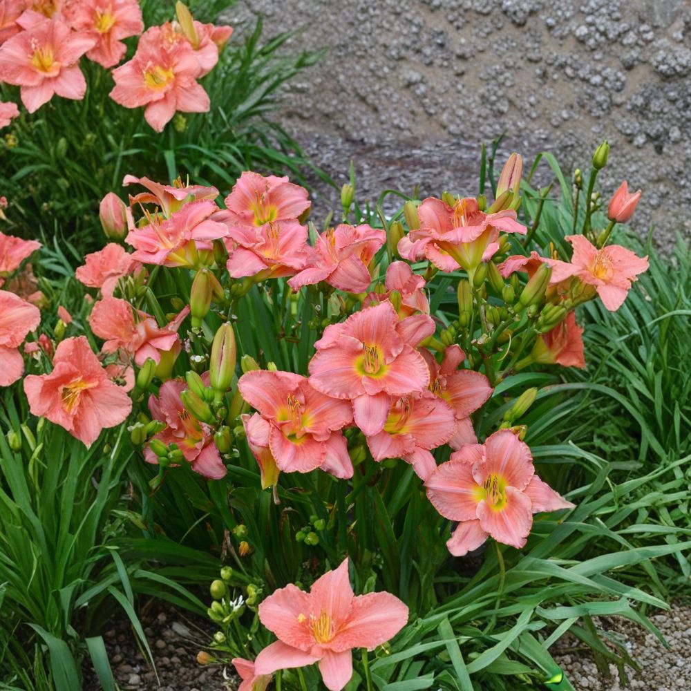 Scottish Fantasy Daylily - 3 Bare Root Plants - Coral Pink Hemerocallis - Fragrant Hardy Reblooming Perennial Flower