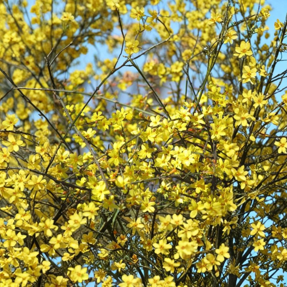Winter Jasmine Live Plant | Yellow Blooming Vine | Jasminum nudiflorum | Bonsai Starter in Nursery Pot | 迎春花 黄梅