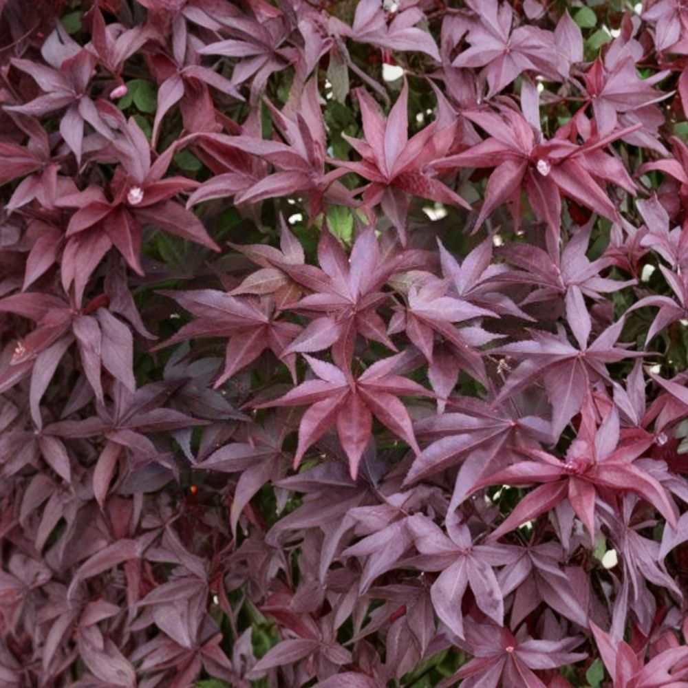 Acer palmatum ‘Whitney Red’ - 30–40 Inch Live Upright Red Japanese Maple Tree - Cold Hardy Ornamental Maple #3 Container