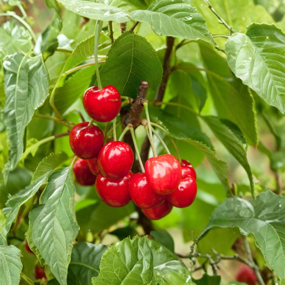 Red Bush Cherry Plant - Live Rooted Tart Cherry Shrub - JOY, JOEL, JAN Varieties - Prunus Hybrid - Zones 3-8