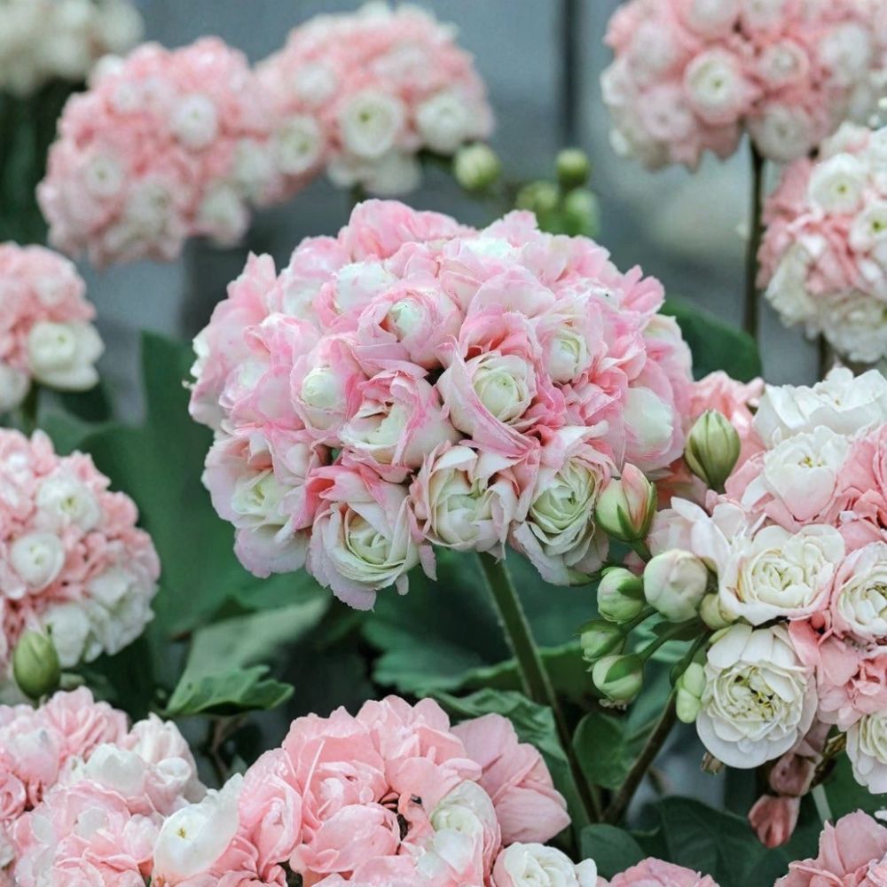Appleblossom Geranium Seeds | 15 Seeds | Soft Pink Blooms | Pelargonium spp. | Easy Grow Flower Garden & Container Plant