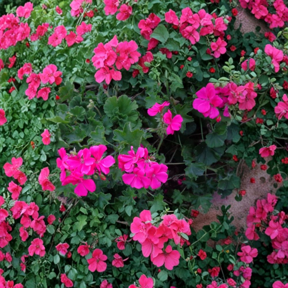 Bright Pink Ivy Geranium Cuttings - 3 Live 6 Inch Unrooted Pelargonium peltatum - Easy-to-Root Trailing Flower Plant for Baskets