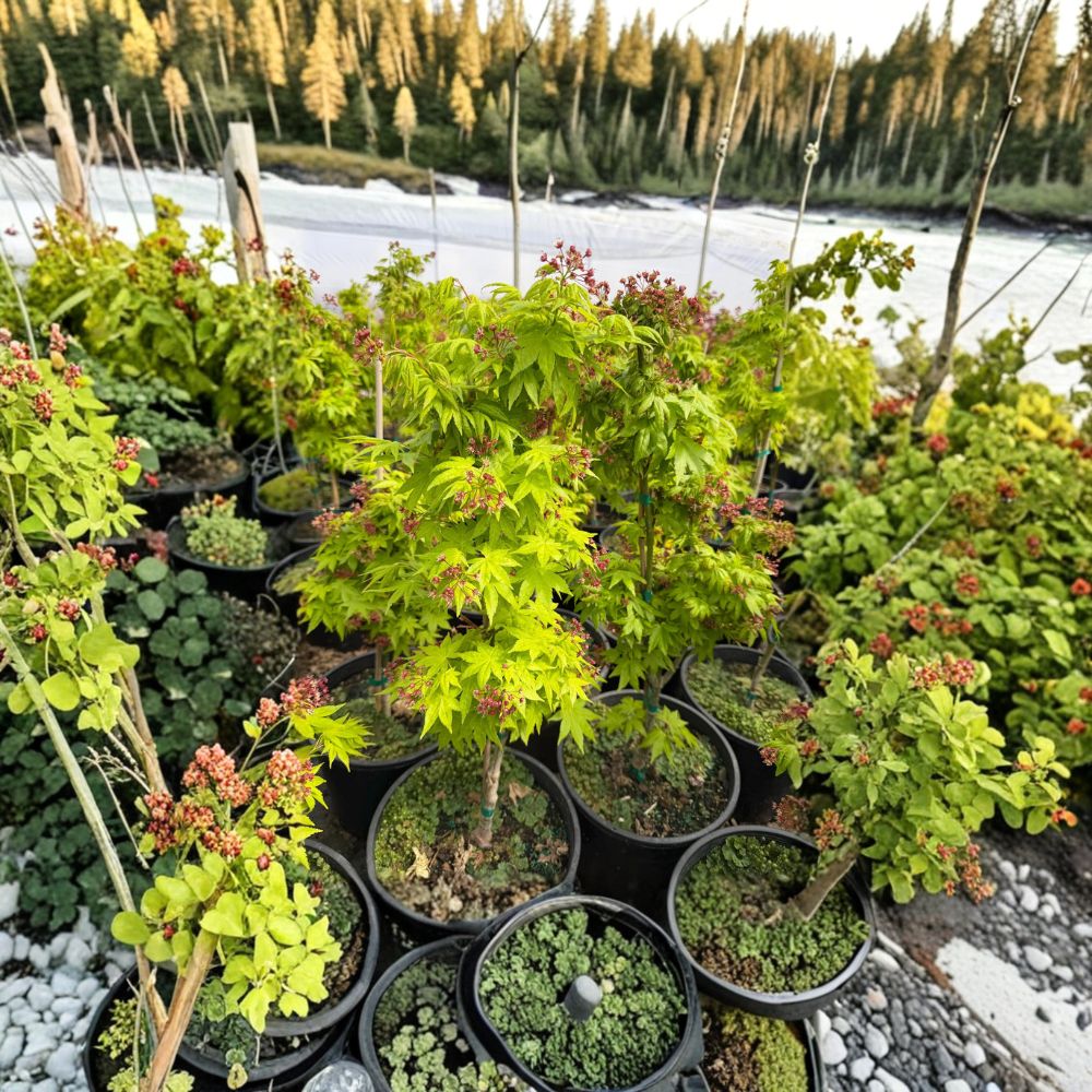 Acer palmatum ‘Summer Gold’ – Golden Yellow Japanese Maple – #3 Container Size – Heat Tolerant Ornamental Tree