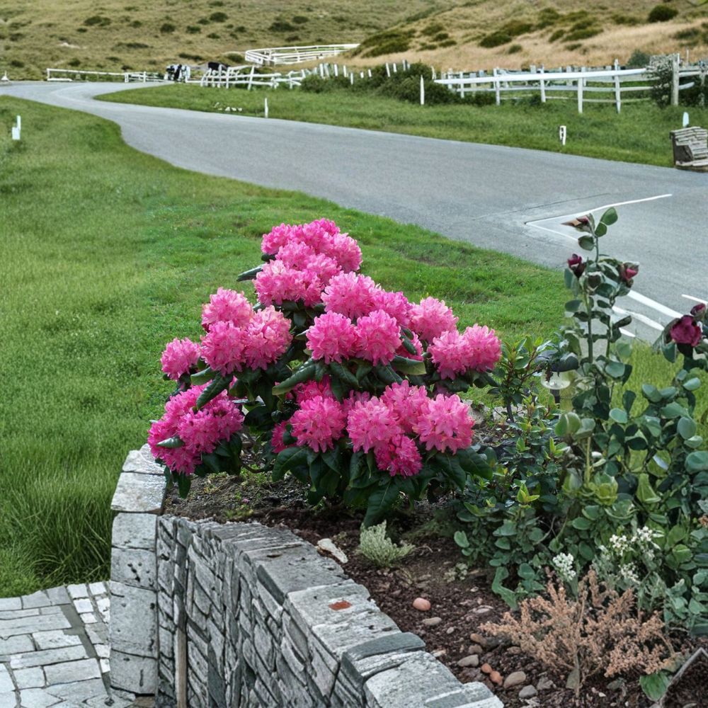 Rhododendron ‘Holden’ Live Shrub | Pink & White Evergreen Flowering Plant | Cold Hardy | Rhododendron ‘Holden’