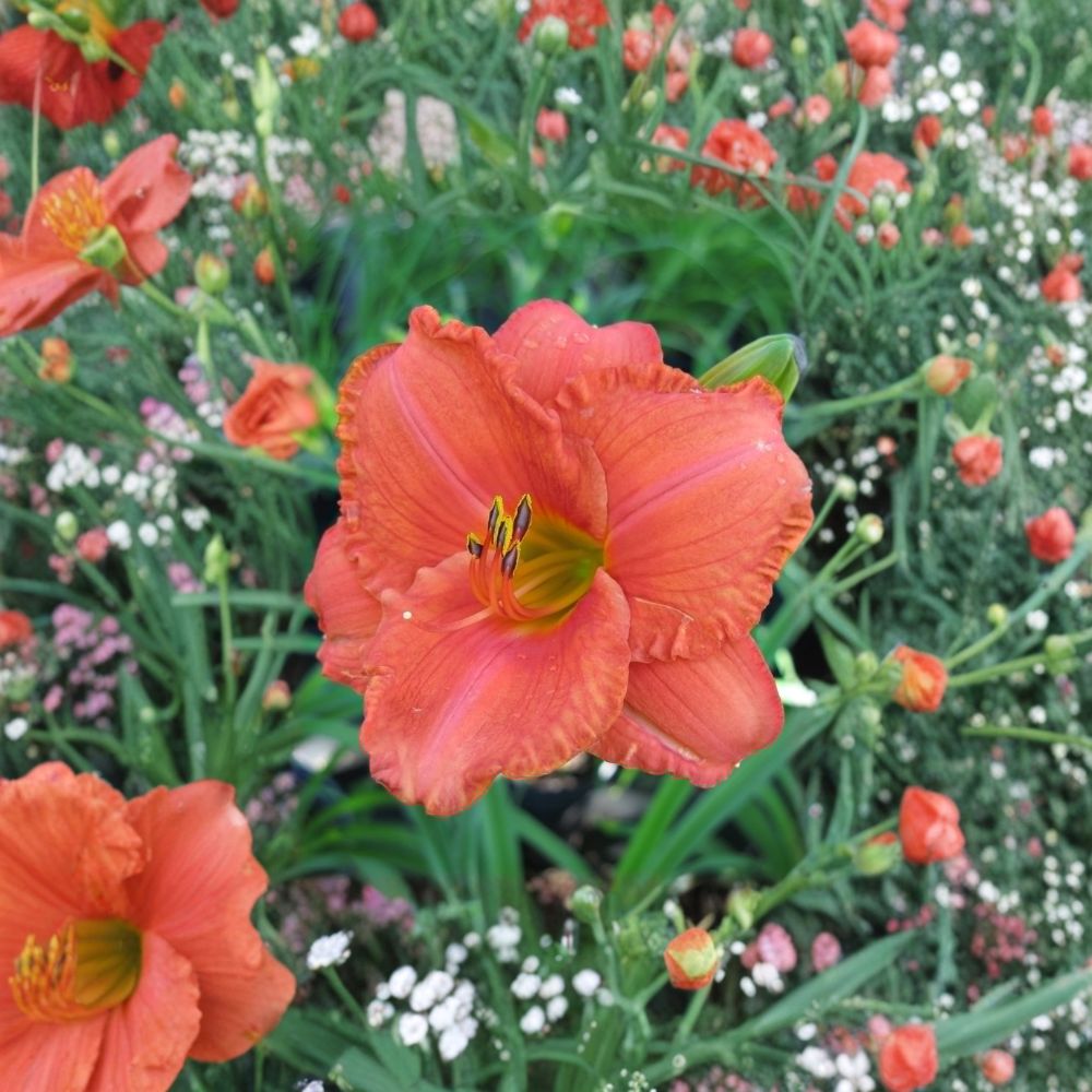 South Seas Daylily - 3 Live Bare Root Plants - Coral Pink Fragrant Hemerocallis - Reblooming Hardy Perennial Flower