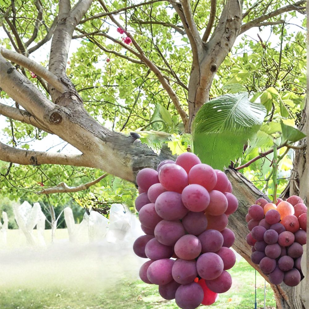 Benifuji Grape Vine - Live Bare Root Plant - Sweet Japanese Table Grape - Vitis vinifera ‘Benifuji’ - Aromatic Fruit Variety