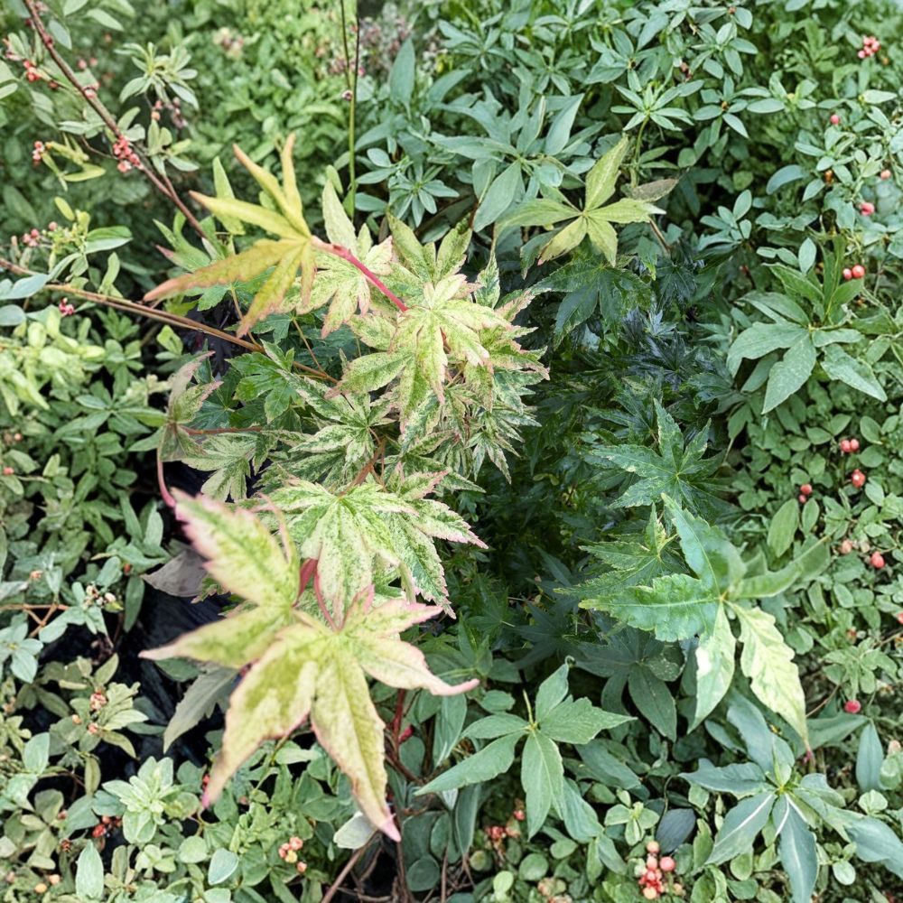 Acer palmatum 'Cosmos' Variegated Japanese Maple | Pink & White Foliage | #3 Container | Ornamental Tree