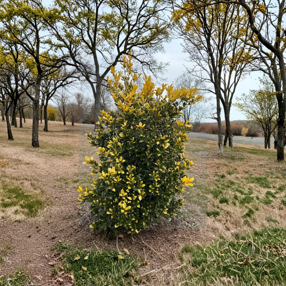 Whoa Nellie Holly Plant | 1 Gallon Pot | Golden Nellie Evergreen Shrub | Ilex ‘Whoa Nellie’ | Vibrant Yellow Foliage