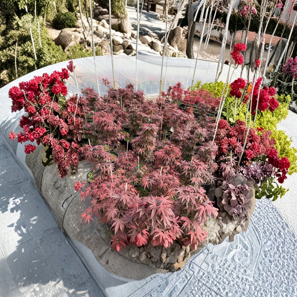 Acer palmatum ‘Hefner’s Red’ Japanese Maple Tree | 30-40 Inches | Deep Maroon Foliage | Heat Tolerant Ornamental Tree
