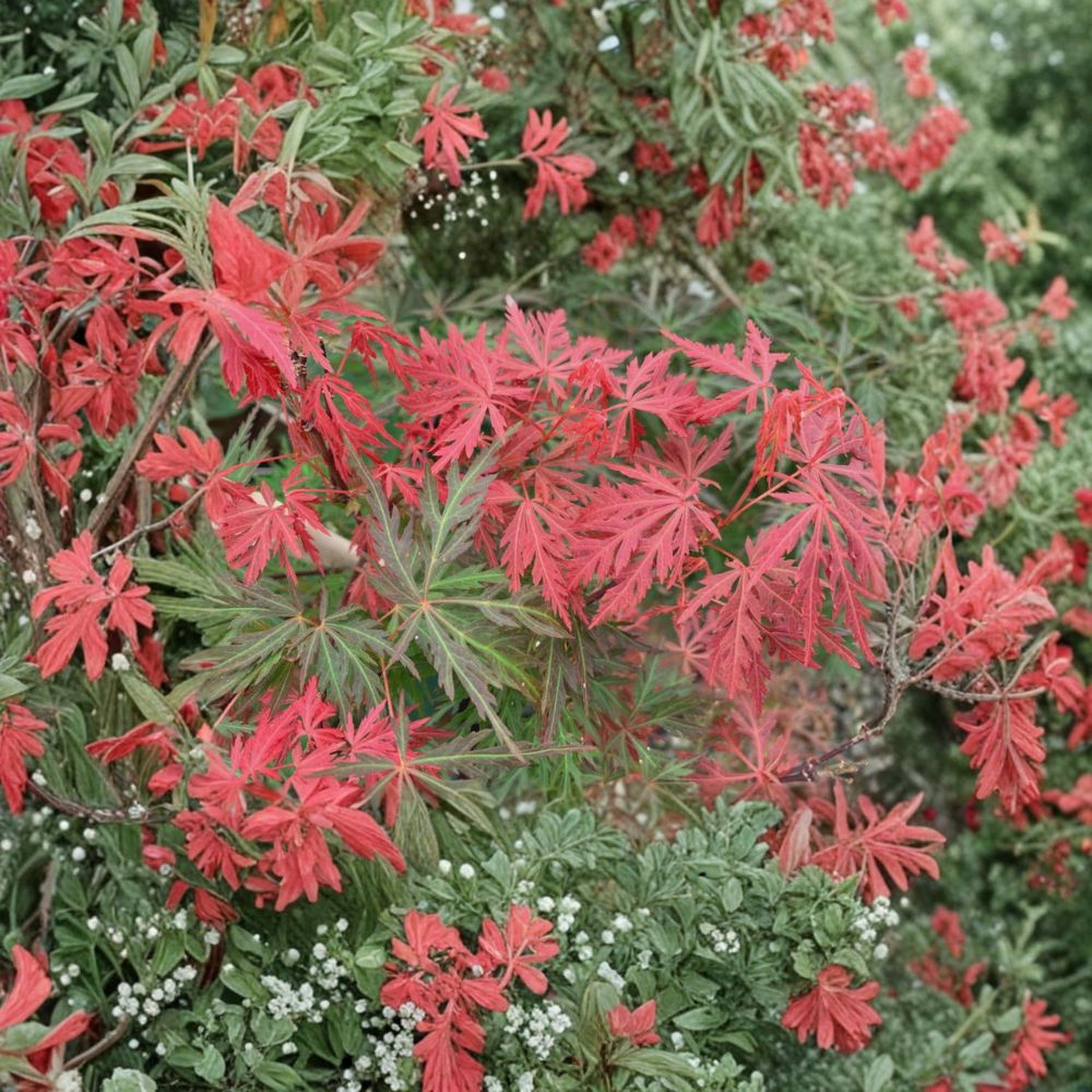 Weeping Laceleaf Japanese Maple Tree - #3 Container - Acer palmatum dissectum ‘Orangeola’ - Cascading Red Orange Foliage