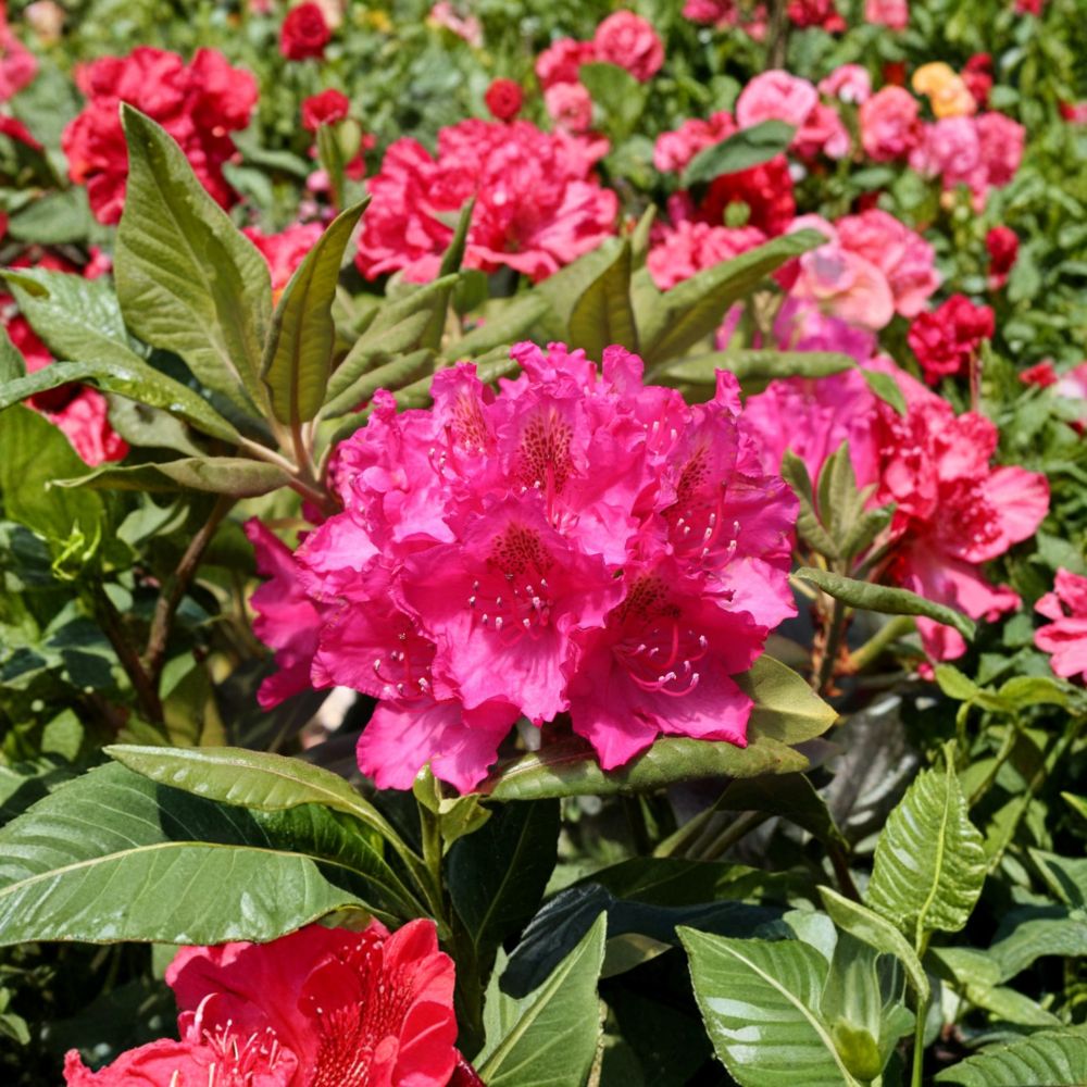 Rhododendron Plant 12–15 Inch Pearce's American Beauty Deep Red Blooms Rhododendron ‘Pearce’s American Beauty’