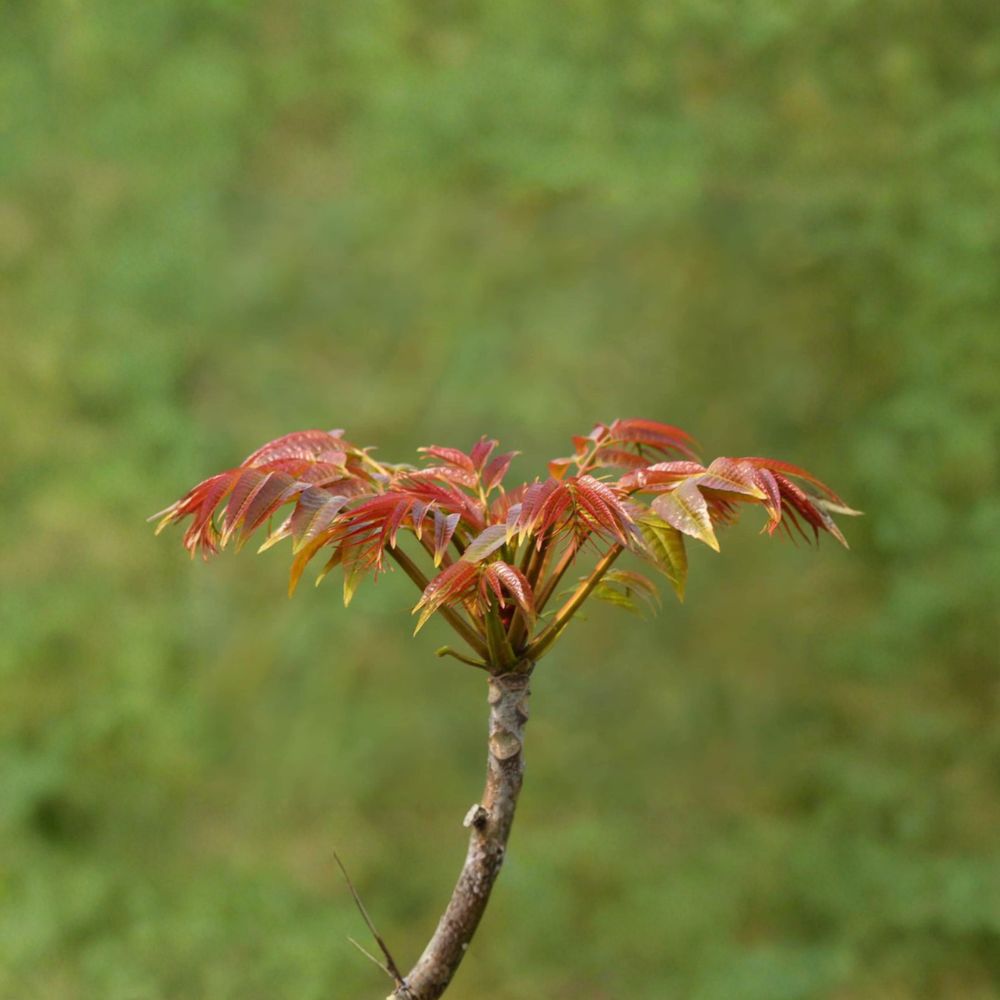 Toona sinensis Live Plant | 1 Gallon Pot | Fragrant Spring Tree | Edible Chinese Toon | Aromatic Leaf Harvest Tree