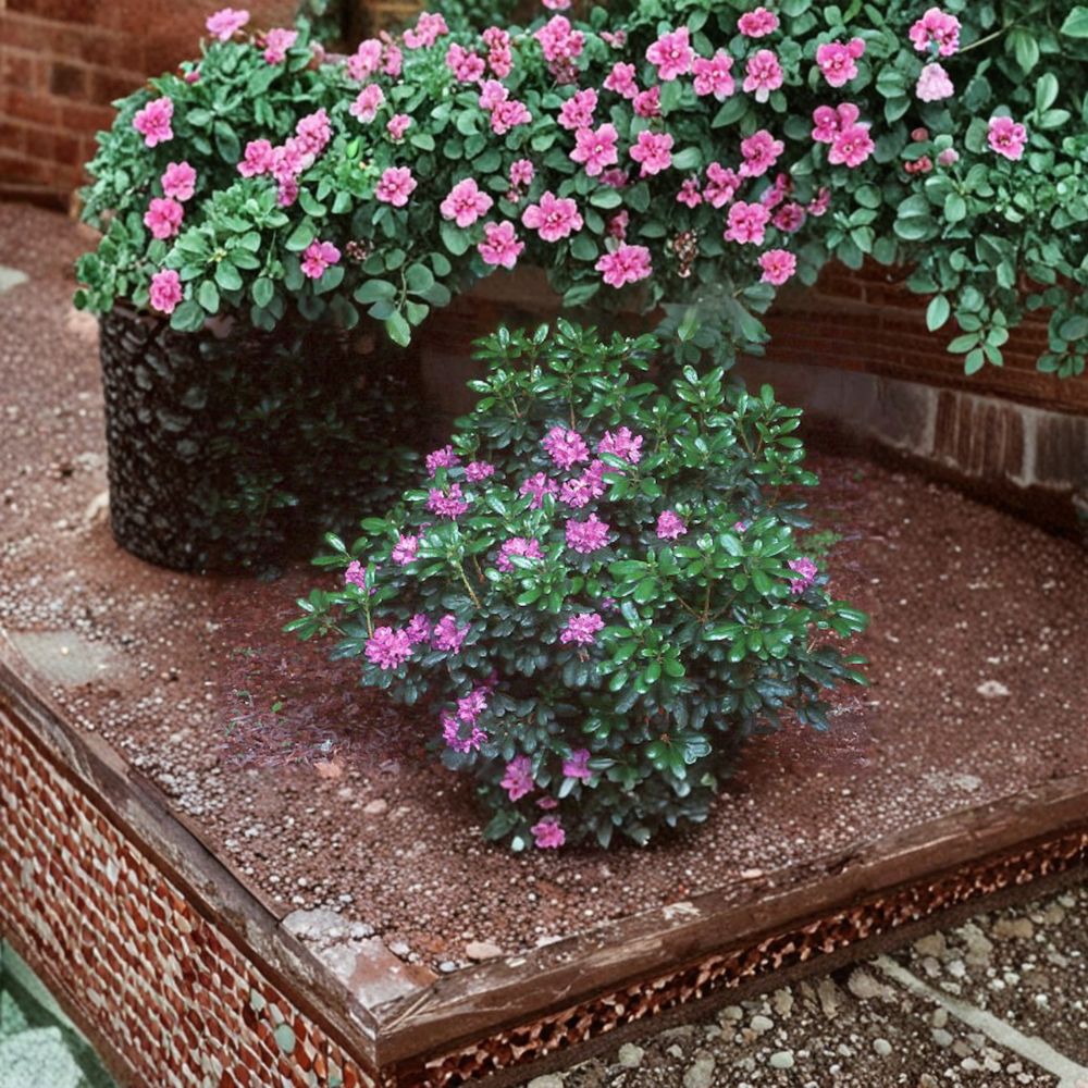 Rhododendron ‘Daphnoides’ Live Evergreen Shrub | Purple Blooming | Cold Hardy Landscape Plant | Container Grown