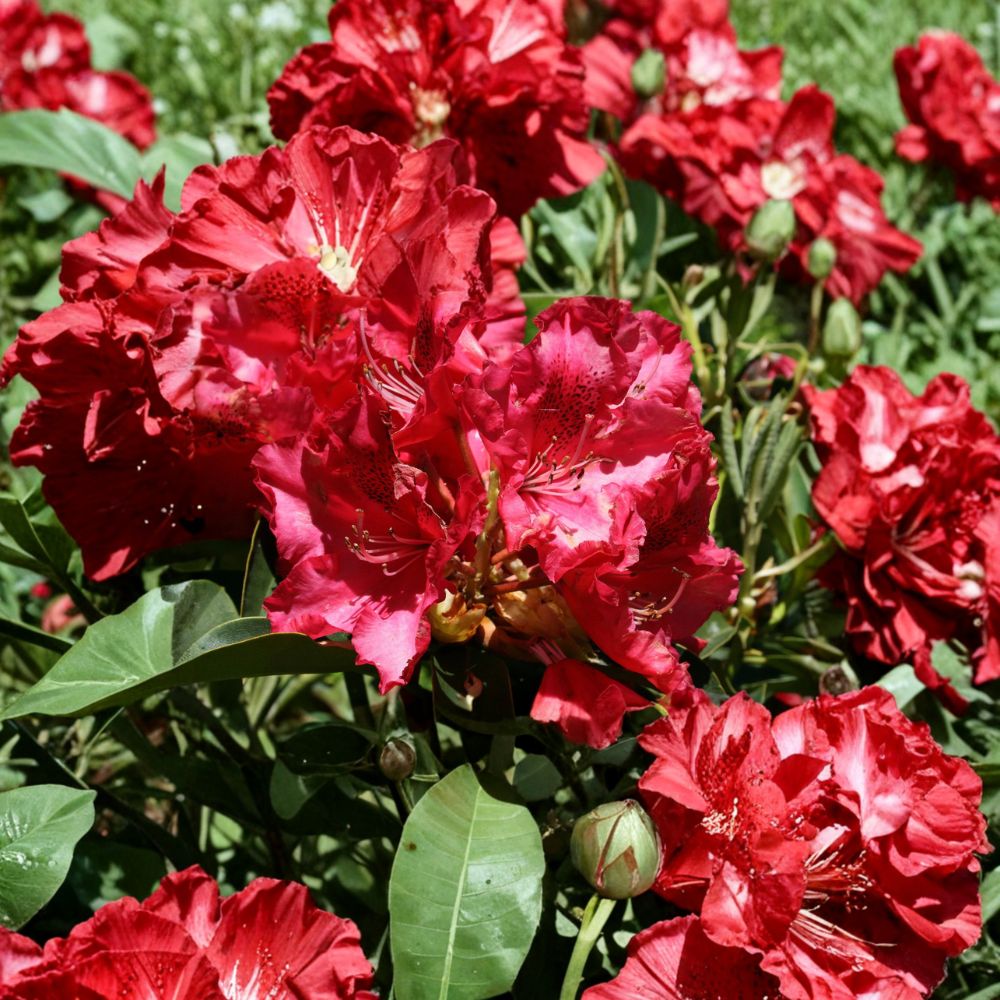 Rhododendron Plant 15-18 Inch Kluis Sensation Evergreen Shrub with Red Ruffled Blooms | Rhododendron ‘Kluis Sensation’