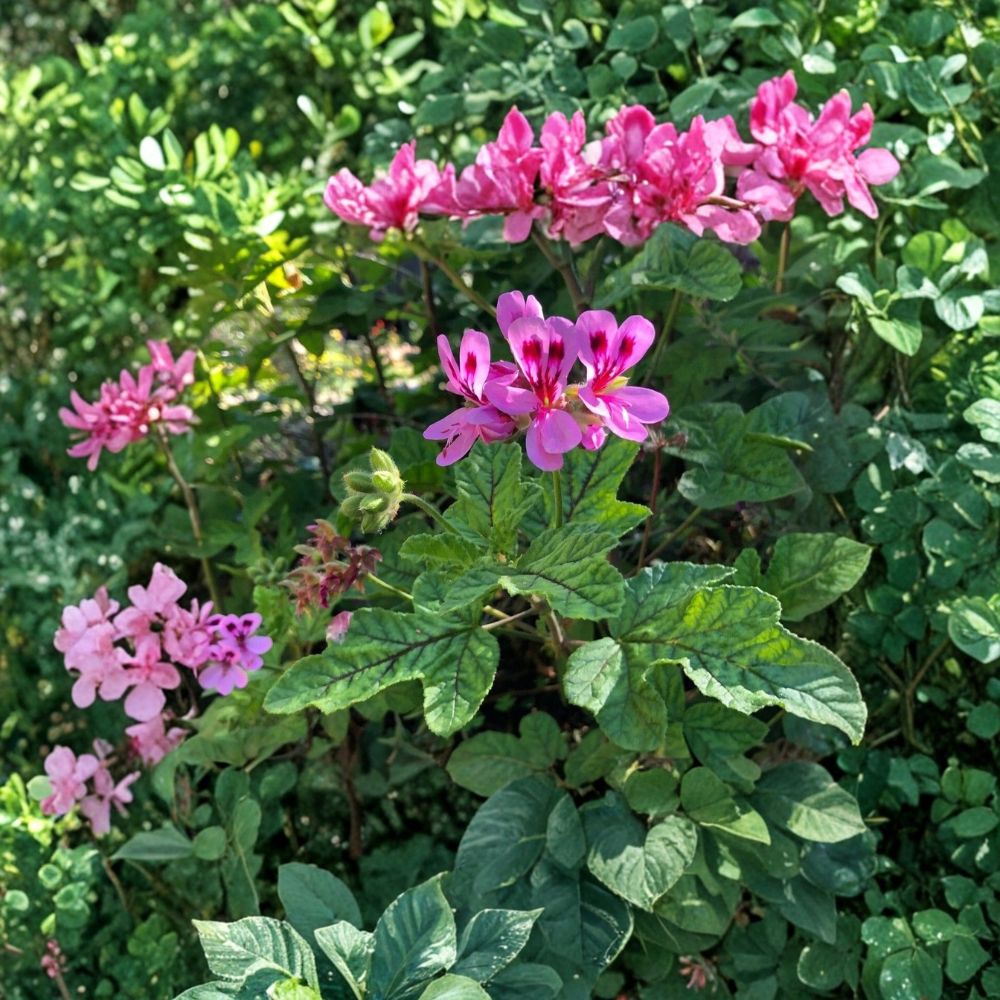 Lavender Pink Scented Geranium Cuttings | 4 Live 6 Inch Cuttings | Pelargonium | Rare Pepper Fragrant Herb